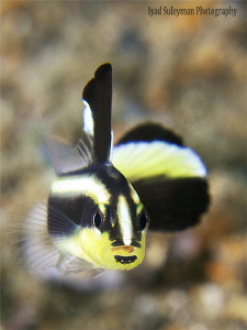 Silver sweetlips juvenile.
This fish was less than 1 inc... by Iyad Suleyman 